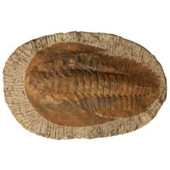 Decorative Original Cambropallas Trilobite Fossil