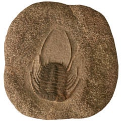 Decorative Original Selenopeltis Trilobite Fossil