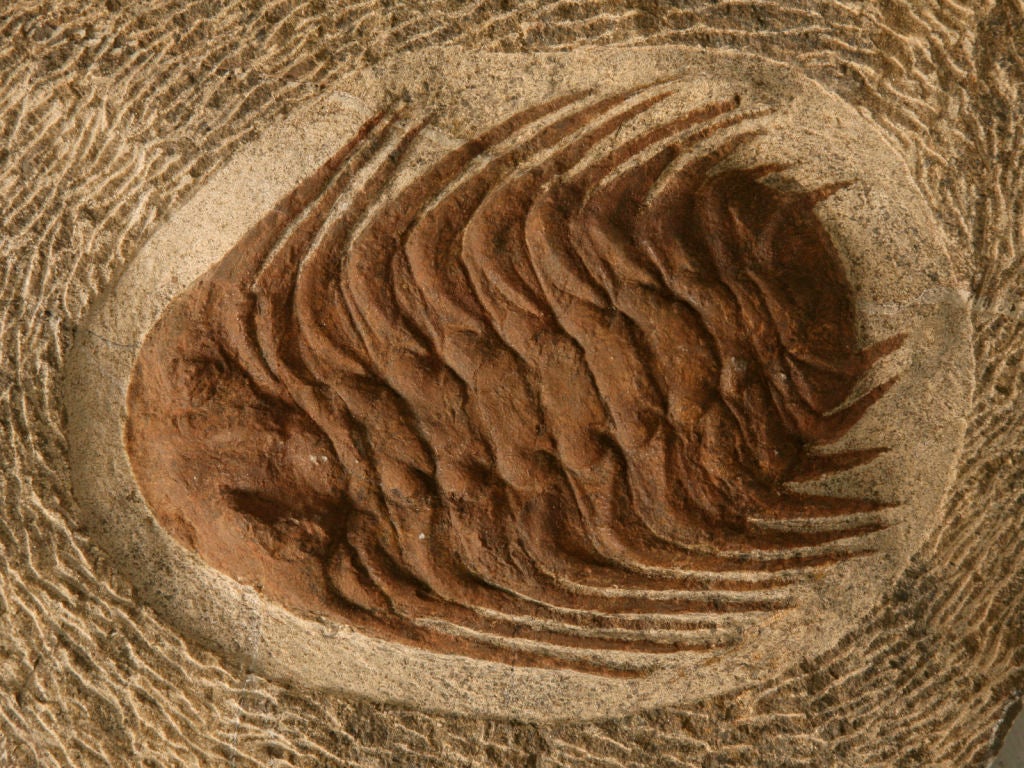 Trilobites, existing today only in fossil form, was an early arthropod. When life exploded into animal form marking the beginning of the Paleozoic, it was this prolific arthropod that became the signpost for the Era. It came into existence