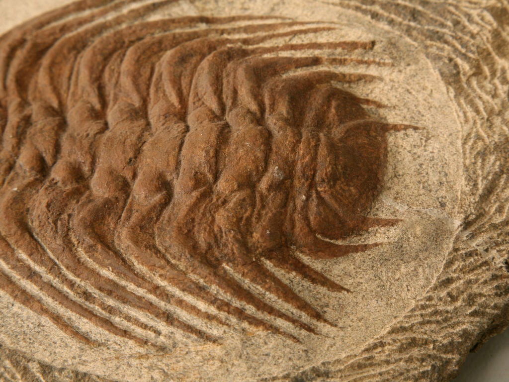 Moroccan Decorative Original Trilobite Fossil