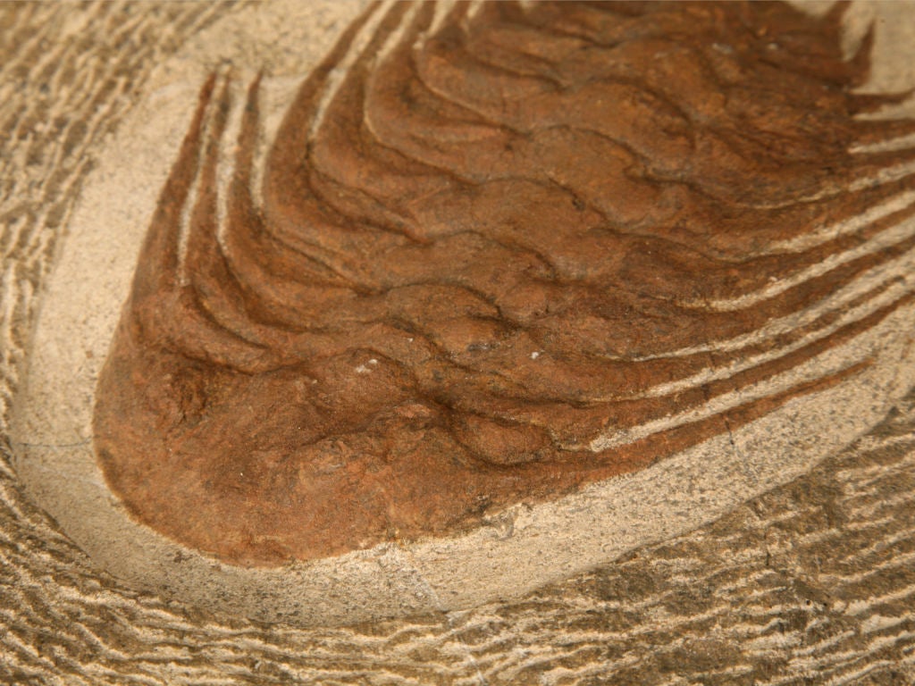 18th Century and Earlier Decorative Original Trilobite Fossil