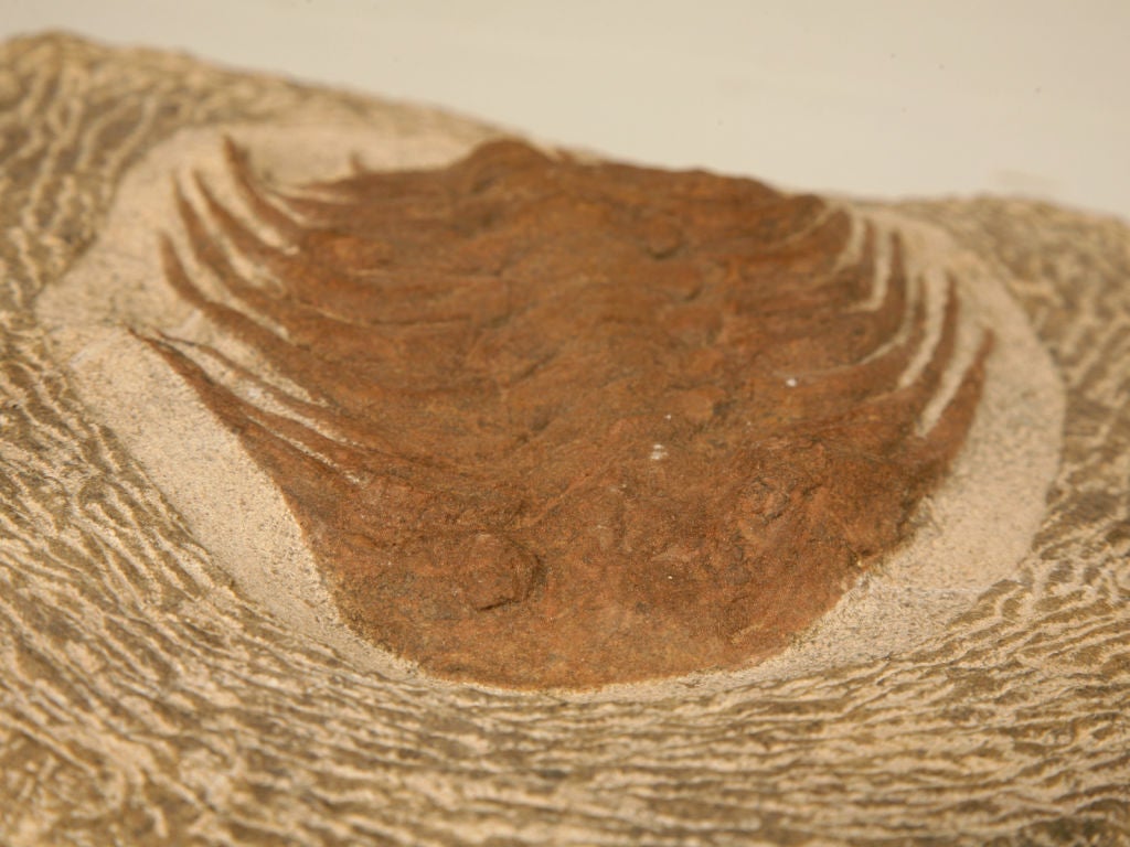 Decorative Original Trilobite Fossil 1