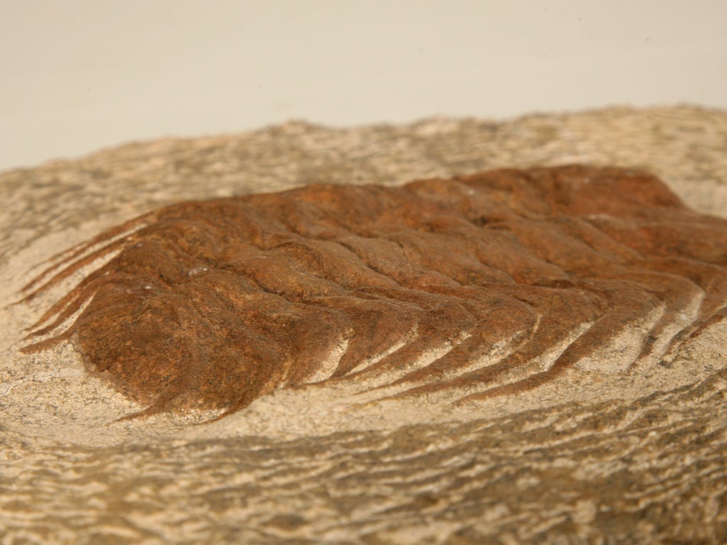 Decorative Original Trilobite Fossil 2