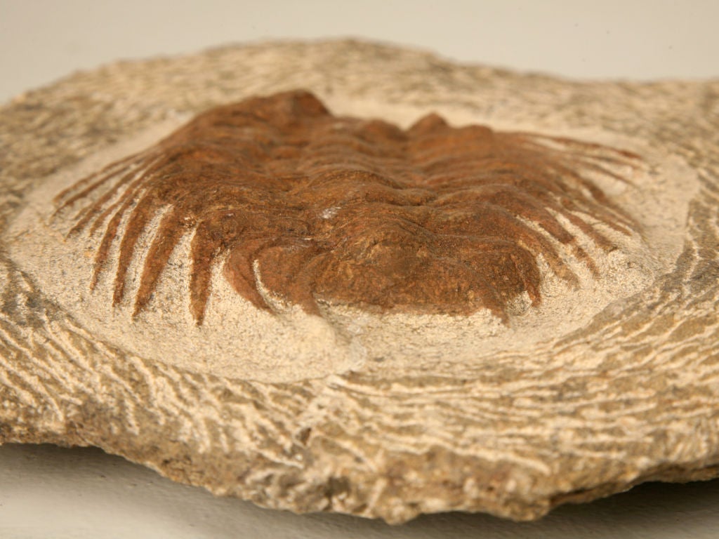 Decorative Original Trilobite Fossil 3