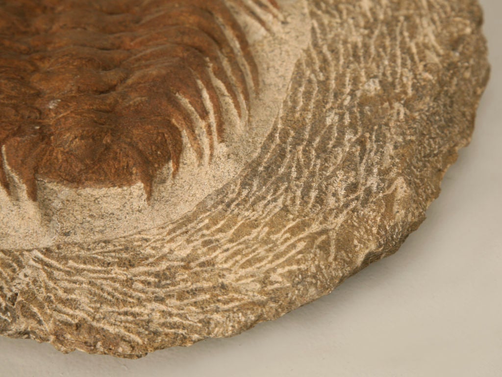 Decorative Original Trilobite Fossil 4