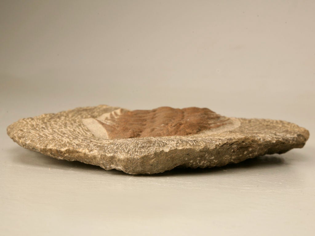 Decorative Original Trilobite Fossil 5