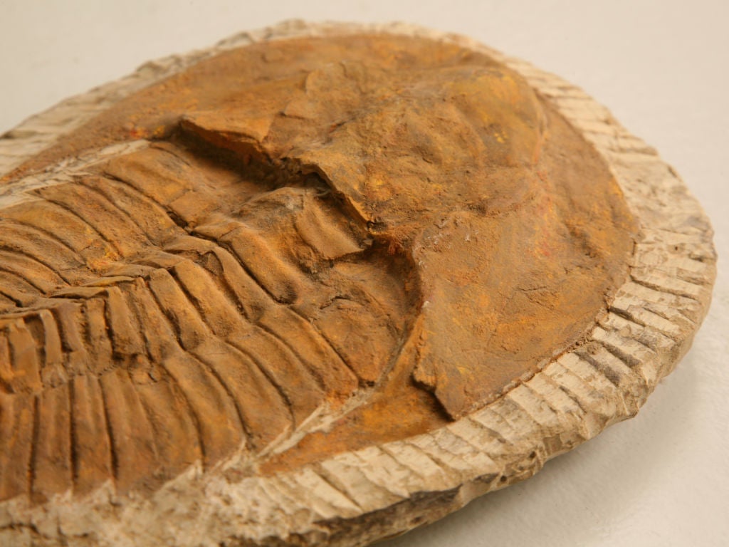 Moroccan Decorative Original Cambropallas Trilobite Fossil