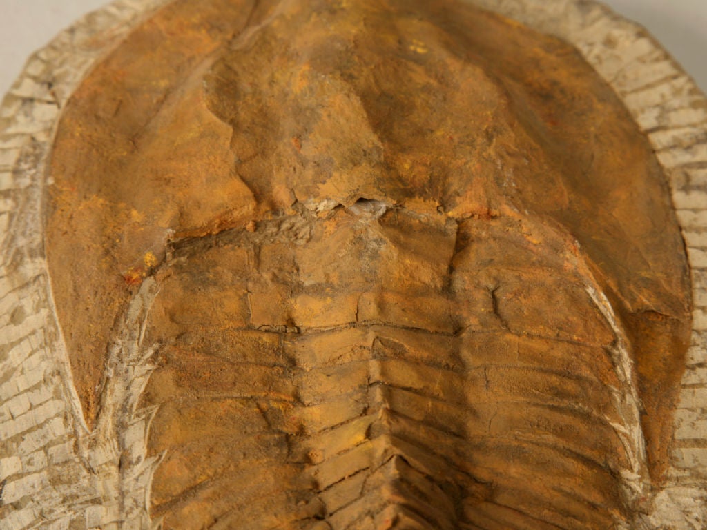 18th Century and Earlier Decorative Original Cambropallas Trilobite Fossil