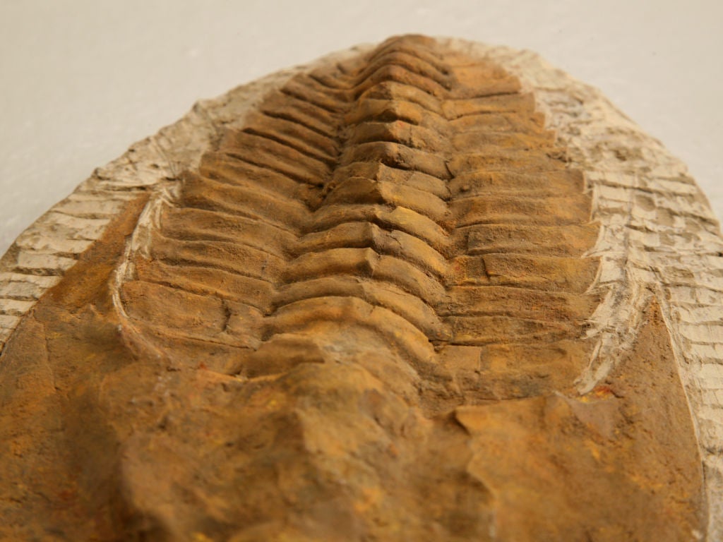Decorative Original Cambropallas Trilobite Fossil 1