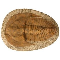 Decorative Original Cambropallas Trilobite Fossil