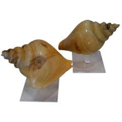 Pair of Carved Wooden Shells on Lucite Stands