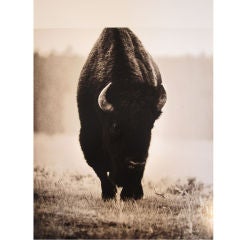 Black and White Sepia Photograph of Bison by Peter Block