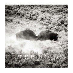 Bison Fighting, Black & White Photo by Peter Block, Jackson, WY