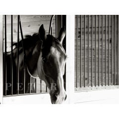 Horse Photo by Architect Peter Block