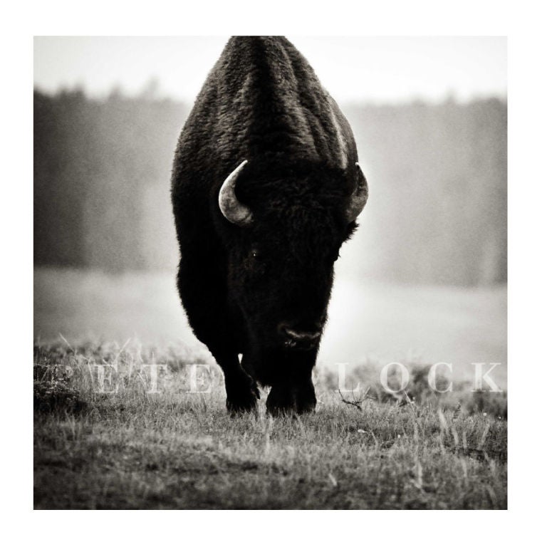 The Bison, Black & White Photo by Peter Block from Jackson Hole For Sale
