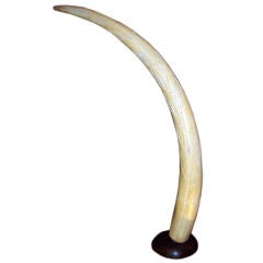 AFRICAN IVORY TUSK