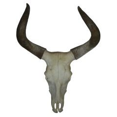 Nicely done large longhorn steer skull early 20th century