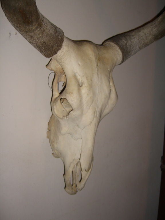 Nicely done large longhorn steer skull early 20th century