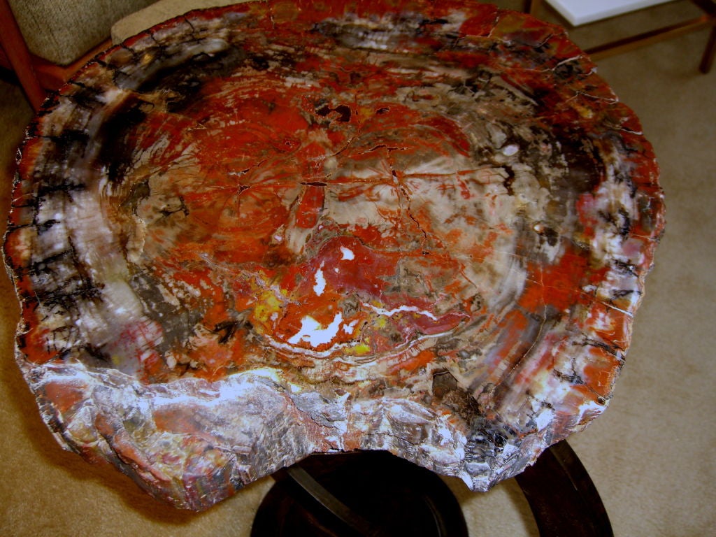 Stunning petrified wood table top with a patinated iron base. at 1stDibs