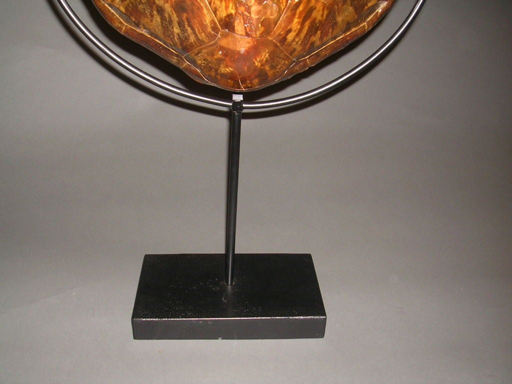 Large Vintage Tortoise Shell Mounted On Stand at 1stDibs