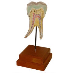 Giant Vintage Tooth Model