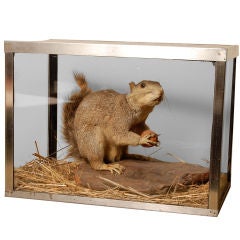 Vintage Glass Boxed Taxidermed Squirrel
