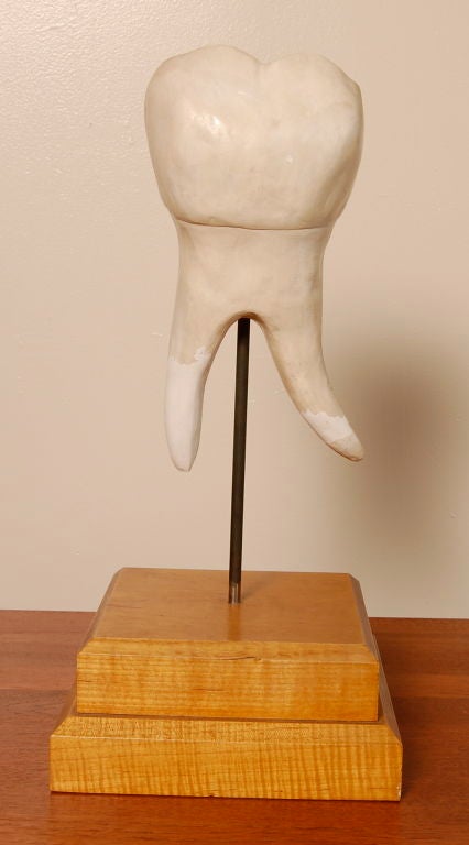 American 1950's Giant Plaster Tooth Model