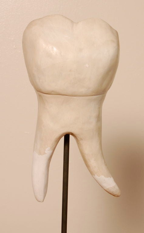 20th Century 1950's Giant Plaster Tooth Model