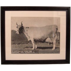 LARGE FRAMED SEPIA PHOTOGRAPH OF A PRIZE COW, c. 1910