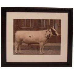 LARGE FRAMED SEPIA PHOTOGRAPH OF A PRIZE BULL, c. 1910