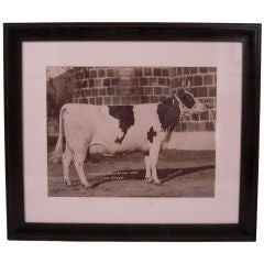 LARGE FRAMED SEPIA PHOTOGRAPH OF A PRIZE COW, c. 1910.