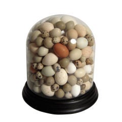 LARGE 19TH CENTURY BELL JAR WITH BIRDS' EGGS
