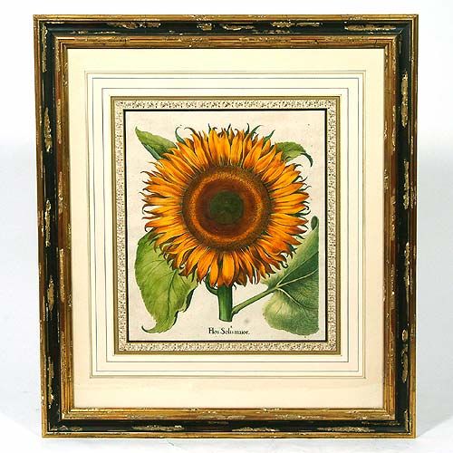 sunflower engraving