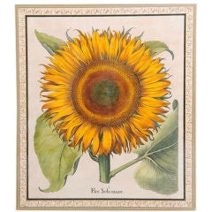 Gravure en cuivre colorée à la main d'une tournesol par B. Besler