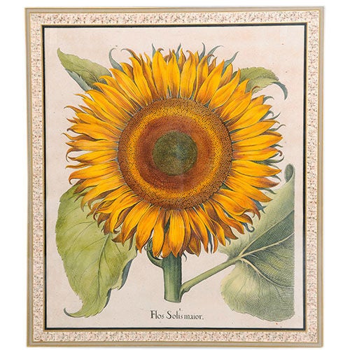Hand-Colored Copper Engraving of a Sunflower by B. Besler