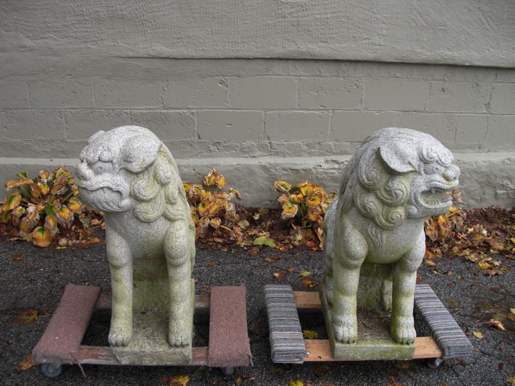 A wonderful pair of Chinese carved granite foo dogs originally from  