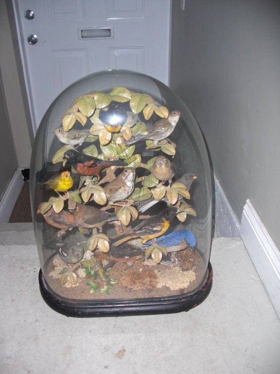 A wonderful array of taxidermied North American song birds in a large glass dome.I am no expert in ornithology but there is a Baltimore oriole , a bluebird , some finches and others. It  is American and dates somewhere between 1850 and 1900. The