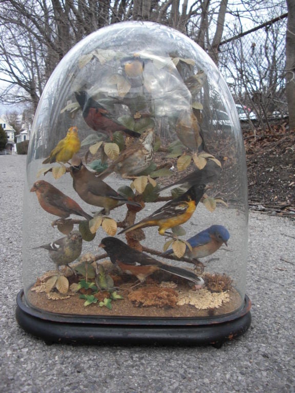 American Victorian song birds in glass dome