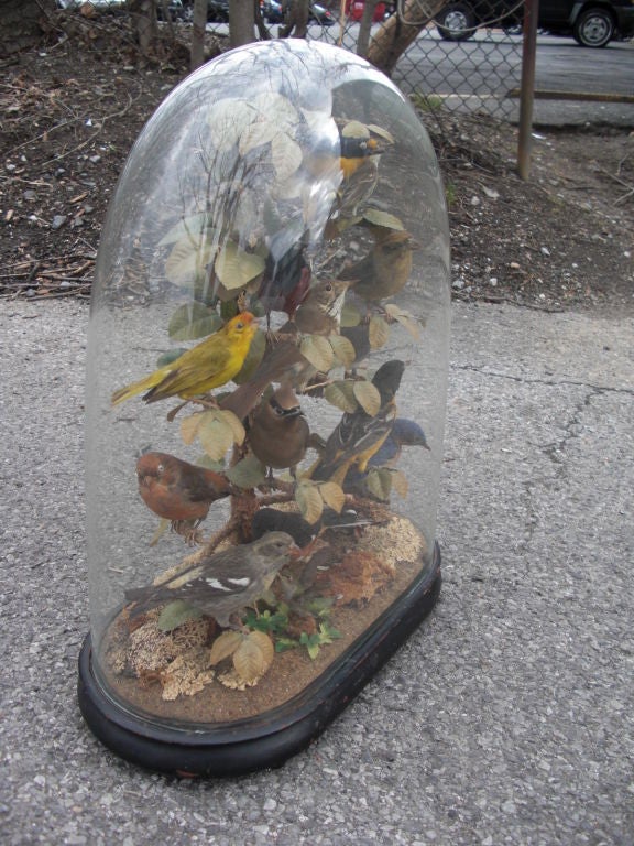 Victorian song birds in glass dome 2
