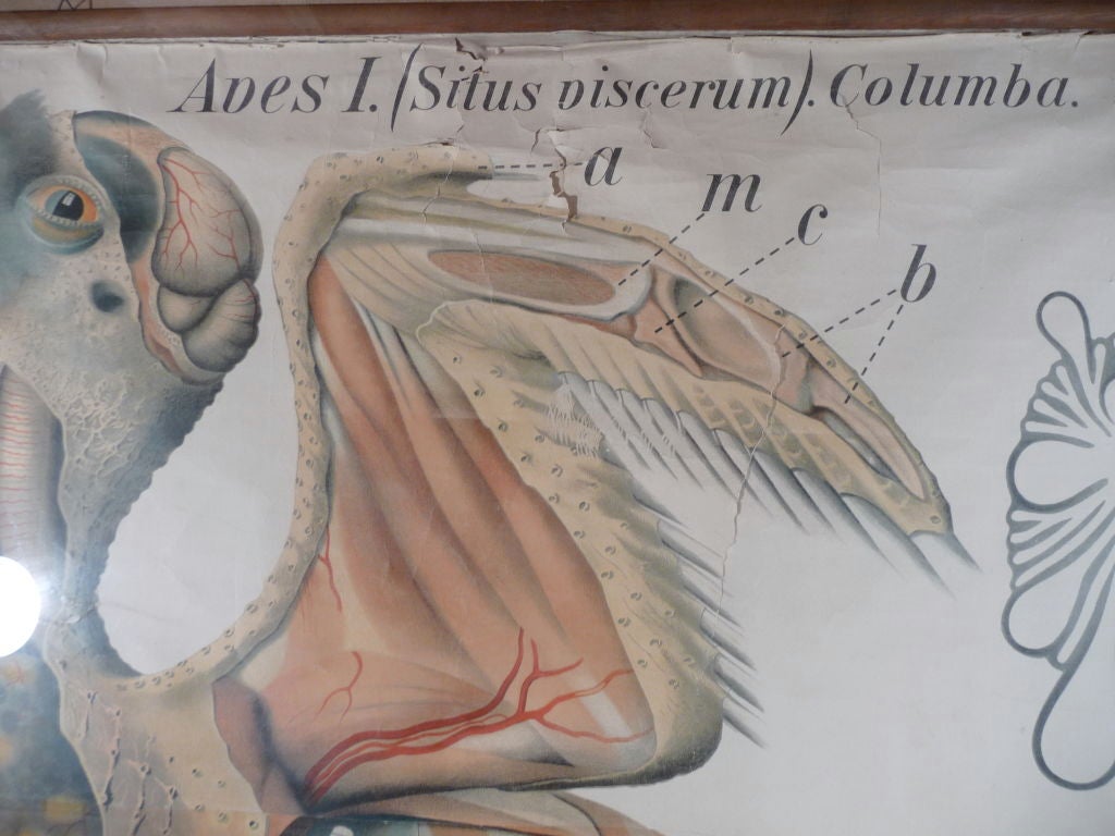 Enormous Framed Bird Diagram