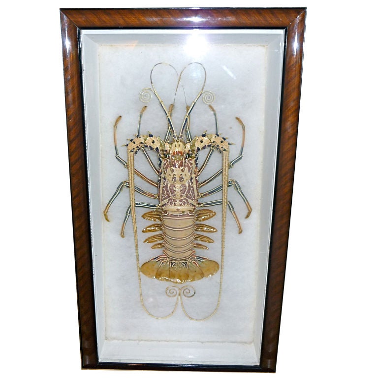 Taxidermy Lobster In Victorian Shadow Box