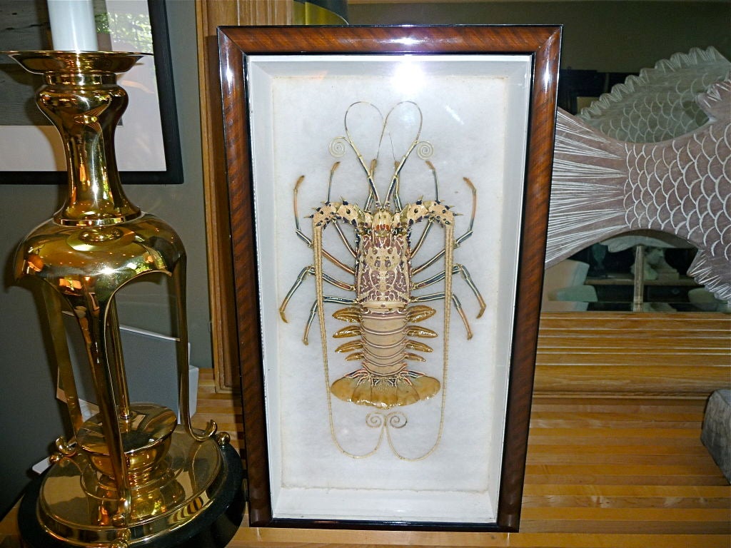 Varnished Taxidermy Lobster Specimen In Shadow Box