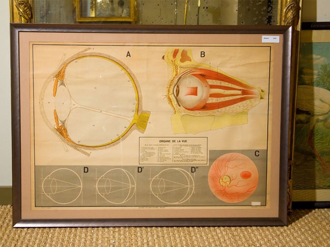Vintage Italian diagram showing the human eye with French text. Beautiful colors.  From Milan, Italy, circa 1940. We have numerous other charts and maps of varied subject matter. Newly framed behind glass. Would be special for an optometrist' home