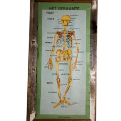 Vintage Belgian Hand-Painted Teaching Chart of Skeletal System