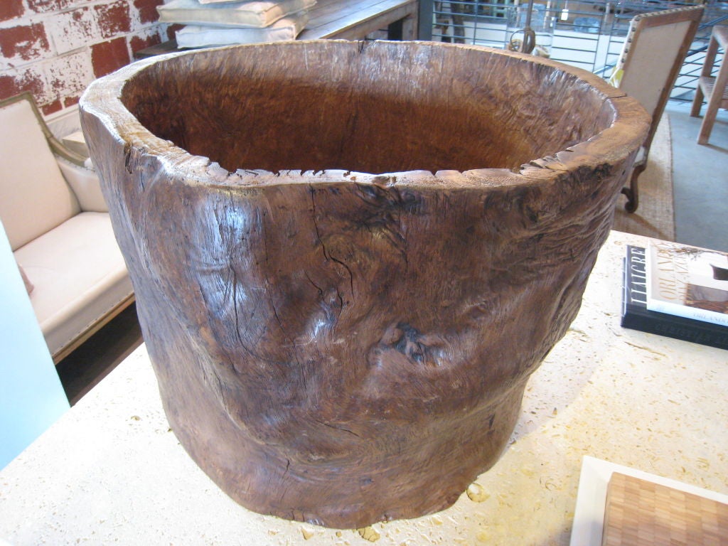 Massive Hollowed Tree Planter