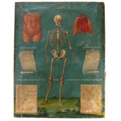 Antique Rare 19th Century Mexican Anatomical Painting