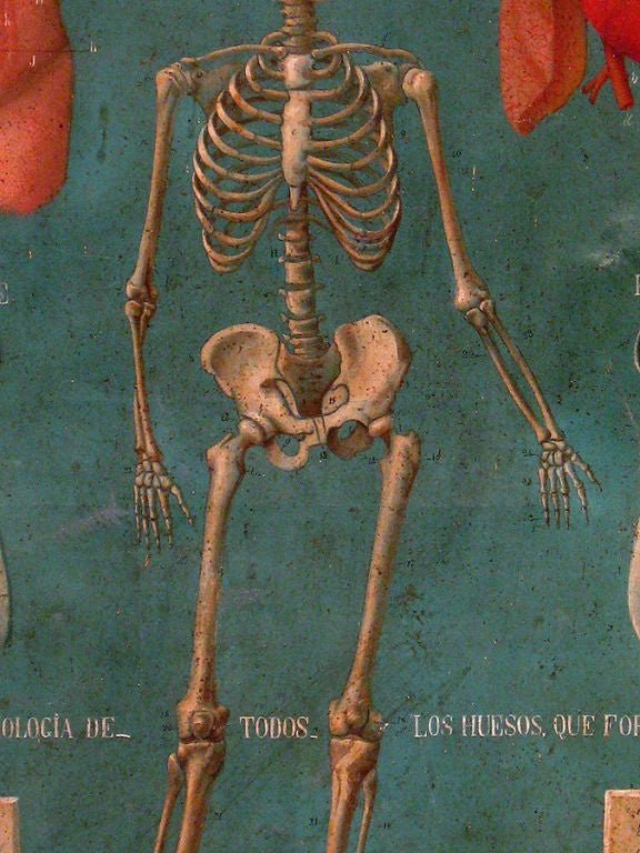 Canvas Rare 19th Century Mexican Anatomical Painting