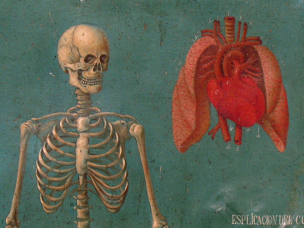 Rare 19th Century Mexican Anatomical Painting 1