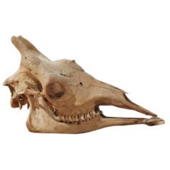 An Early 20th Century Giraffe Skull
