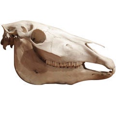 Crâne de cheval du 19ème siècle